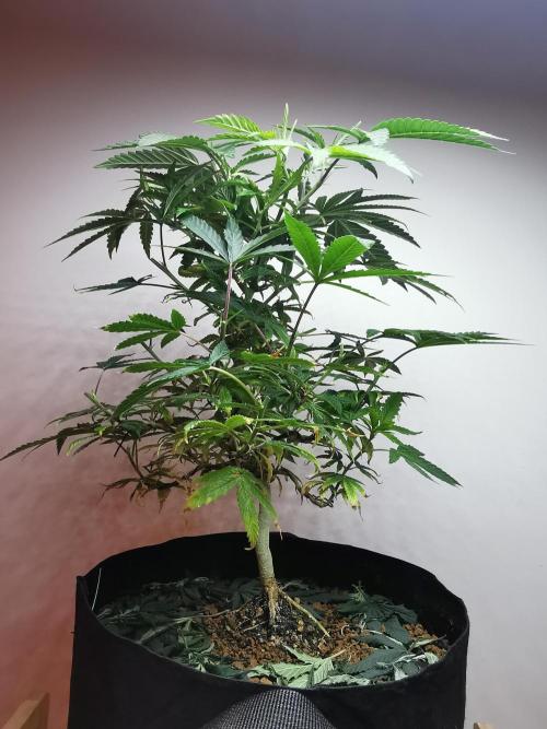 Frappe Late Z  1 / FC-E4800 / 90x60x140. Week 13
