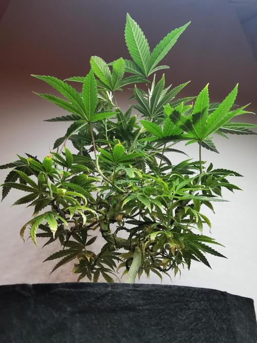 Frappe Late Z  1 / FC-E4800 / 90x60x140. Week 13
