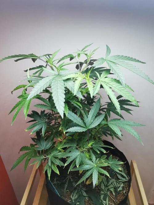 Frappe Late Z  1 / FC-E4800 / 90x60x140. Week 13