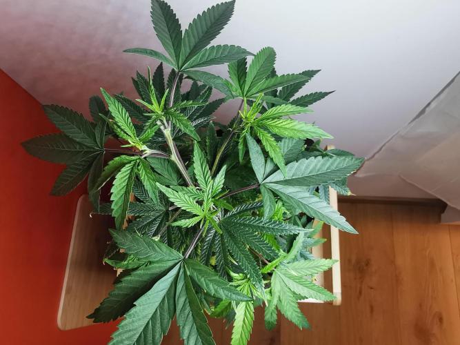 Frappe Late Z  1 / FC-E4800 / 90x60x140. Week 13