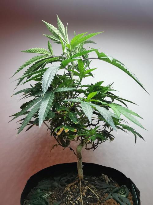 Frappe Late Z  2 / FC-E4800 / 90x60x140. Week 13