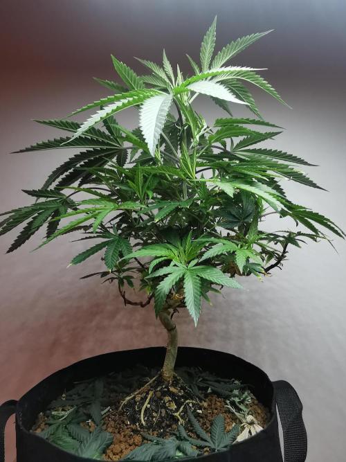 Frappe Late Z  2 / FC-E4800 / 90x60x140. Week 13