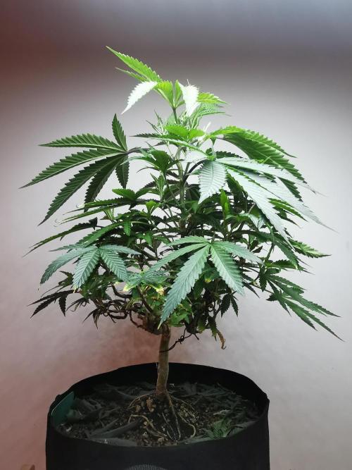 Frappe Late Z  2 / FC-E4800 / 90x60x140. Week 13