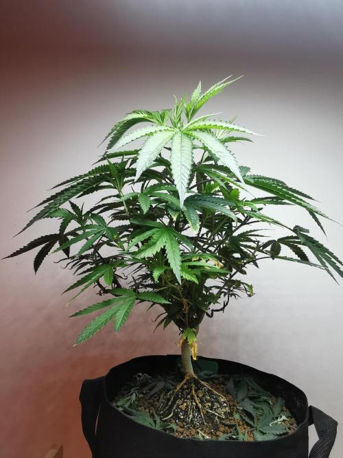 Frappe Late Z  2 / FC-E4800 / 90x60x140. Week 13