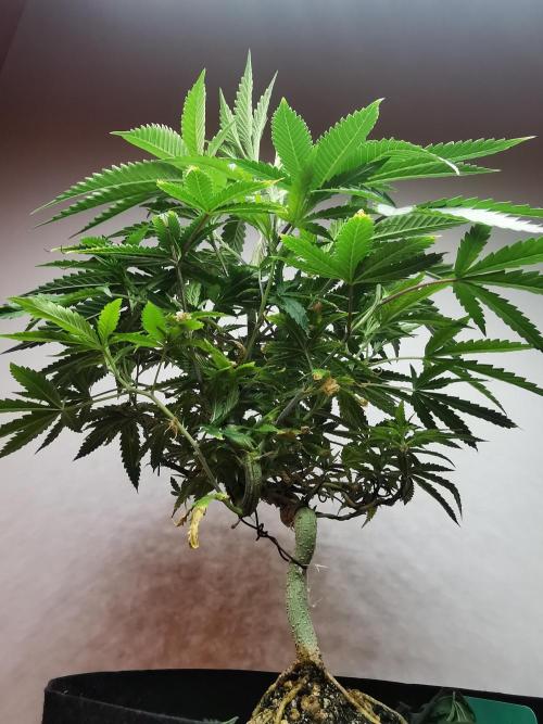 Frappe Late Z  2 / FC-E4800 / 90x60x140. Week 13