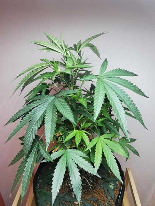 Frappe Late Z  2 / FC-E4800 / 90x60x140. Week 13