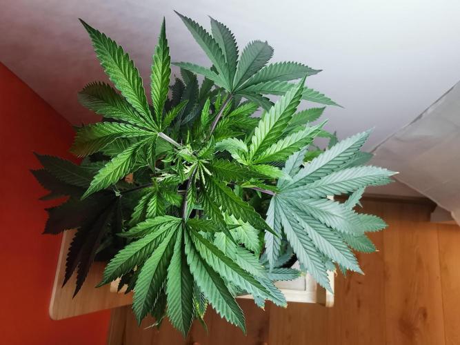 Frappe Late Z  2 / FC-E4800 / 90x60x140. Week 13