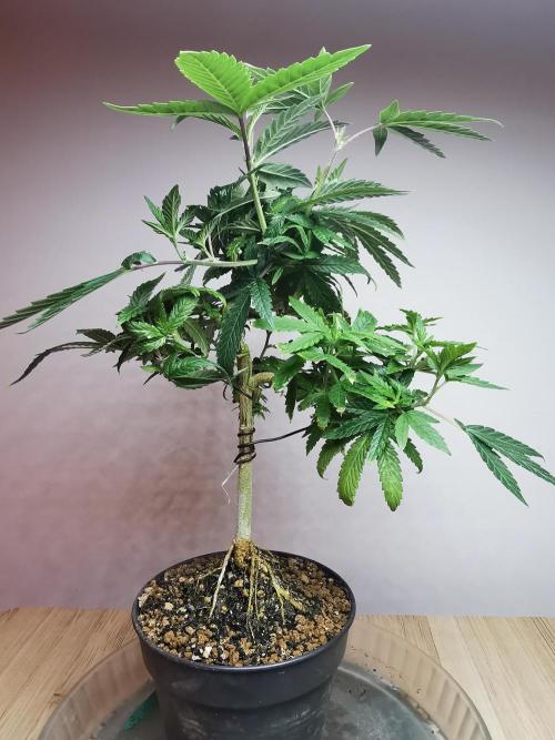 Frappe Late Z  3 / FC-E4800 /90x60x140. Week 13