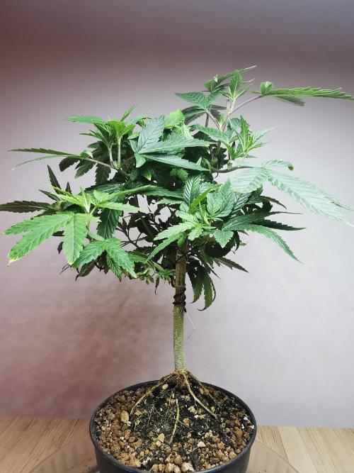 Frappe Late Z  3 / FC-E4800 /90x60x140. Week 13