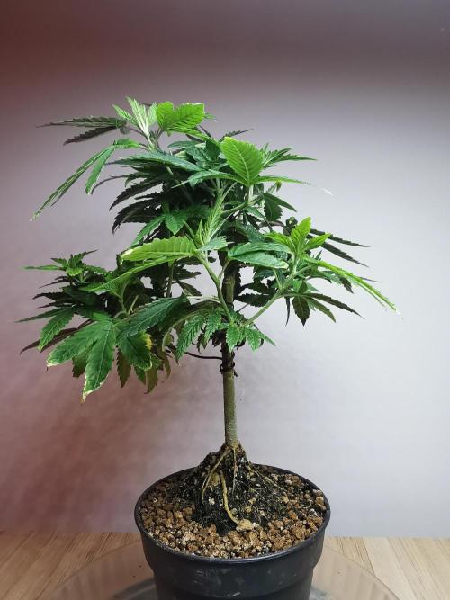 Frappe Late Z  3 / FC-E4800 /90x60x140. Week 13