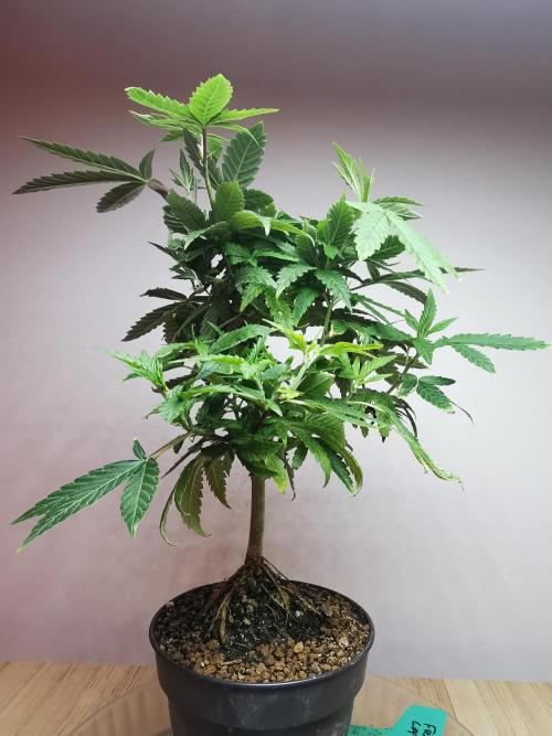 Frappe Late Z  3 / FC-E4800 /90x60x140. Week 13