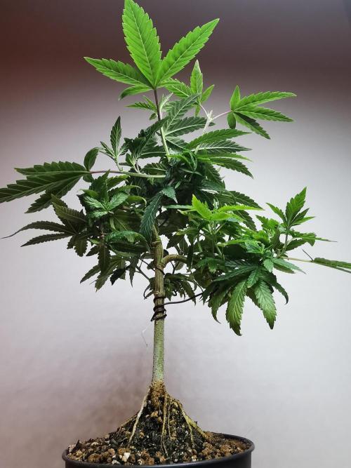 Frappe Late Z  3 / FC-E4800 /90x60x140. Week 13