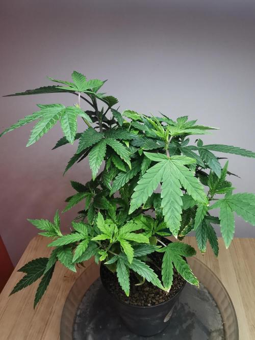 Frappe Late Z  3 / FC-E4800 /90x60x140. Week 13