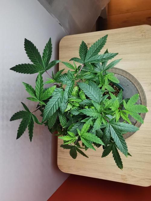 Frappe Late Z  3 / FC-E4800 /90x60x140. Week 13