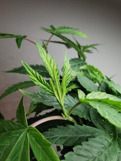 Frappe Late Z  3 / FC-E4800 /90x60x140. Week 13