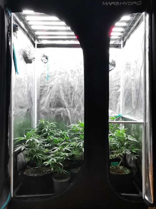 Frappe Late Z  3 / FC-E4800 /90x60x140. Week 13