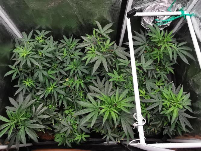 Frappe Late Z  3 / FC-E4800 /90x60x140. Week 13