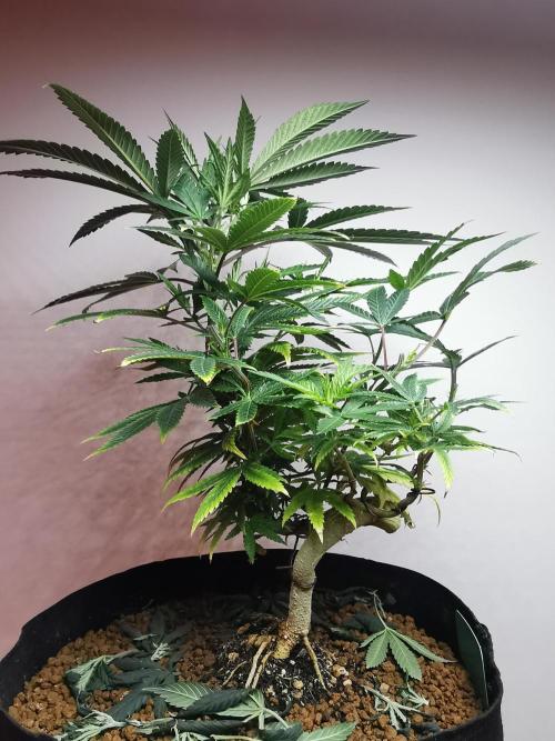 Frappe Late Z  4 / FC-E4800 / 90x60x140. Week 13