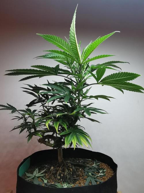 Frappe Late Z  4 / FC-E4800 / 90x60x140. Week 13