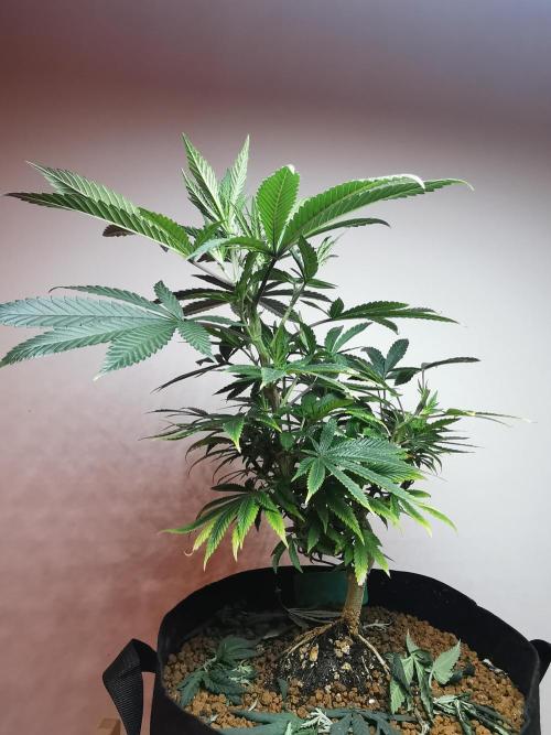 Frappe Late Z  4 / FC-E4800 / 90x60x140. Week 13