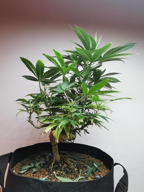 Frappe Late Z  4 / FC-E4800 / 90x60x140. Week 13
