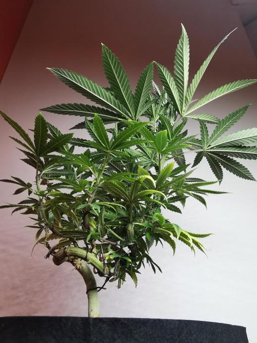 Frappe Late Z  4 / FC-E4800 / 90x60x140. Week 13