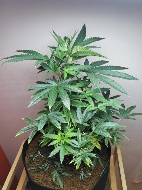Frappe Late Z  4 / FC-E4800 / 90x60x140. Week 13