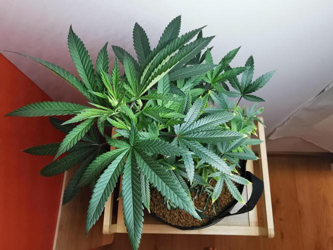 Frappe Late Z  4 / FC-E4800 / 90x60x140. Week 13