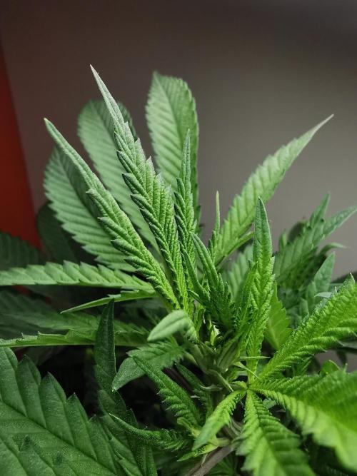 Frappe Late Z  4 / FC-E4800 / 90x60x140. Week 13
