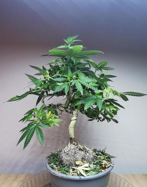 Tropical Spritzer 1 /FC-E4800 /90x60x140. Week 14