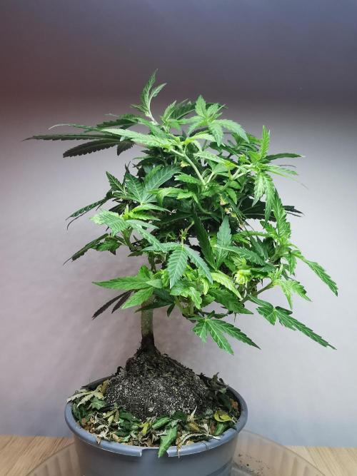 Tropical Spritzer 1 /FC-E4800 /90x60x140. Week 14