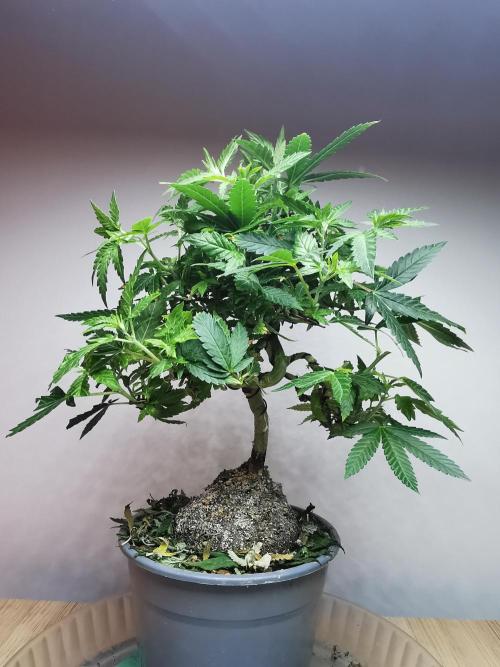 Tropical Spritzer 1 /FC-E4800 /90x60x140. Week 14
