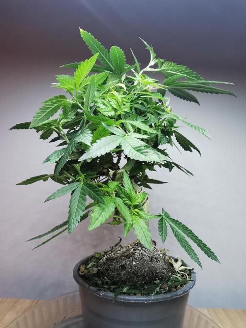 Tropical Spritzer 1 /FC-E4800 /90x60x140. Week 14