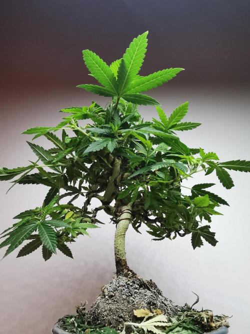 Tropical Spritzer 1 /FC-E4800 /90x60x140. Week 14