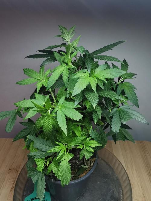Tropical Spritzer 1 /FC-E4800 /90x60x140. Week 14