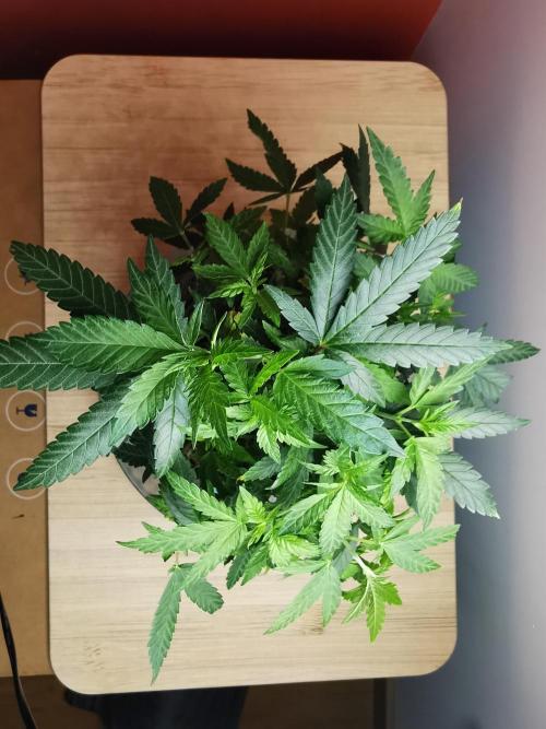 Tropical Spritzer 1 /FC-E4800 /90x60x140. Week 14