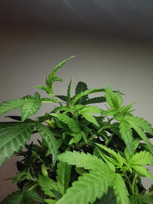 Tropical Spritzer 1 /FC-E4800 /90x60x140. Week 14