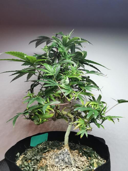 Frappe Late Z  1 / FC-E4800 / 90x60x140. Week 14