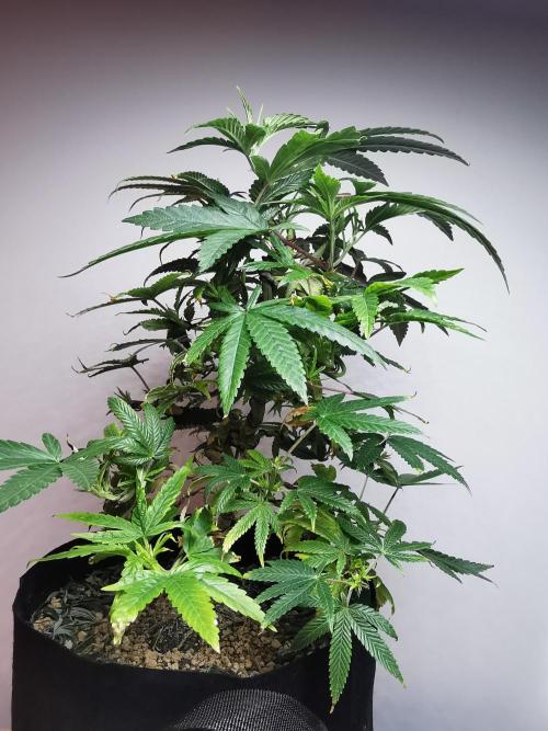 Frappe Late Z  1 / FC-E4800 / 90x60x140. Week 14