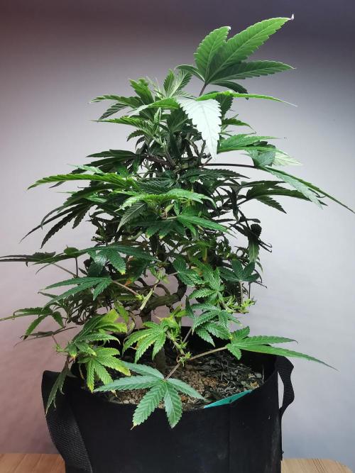 Frappe Late Z  1 / FC-E4800 / 90x60x140. Week 14