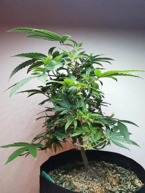 Frappe Late Z  1 / FC-E4800 / 90x60x140. Week 14