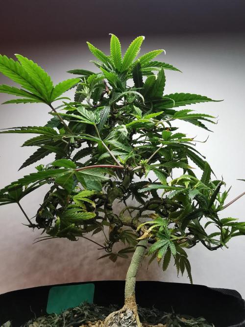 Frappe Late Z  1 / FC-E4800 / 90x60x140. Week 14