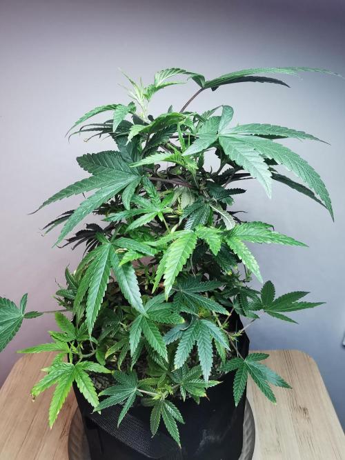 Frappe Late Z  1 / FC-E4800 / 90x60x140. Week 14