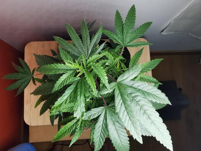 Frappe Late Z  1 / FC-E4800 / 90x60x140. Week 14