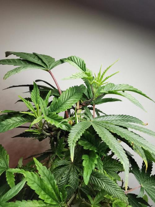 Frappe Late Z  1 / FC-E4800 / 90x60x140. Week 14