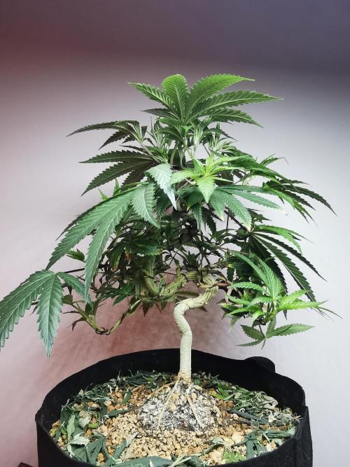 Frappe Late Z  2 / FC-E4800 / 90x60x140. Week 14