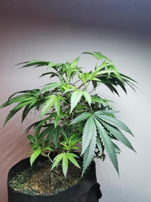 Frappe Late Z  2 / FC-E4800 / 90x60x140. Week 14