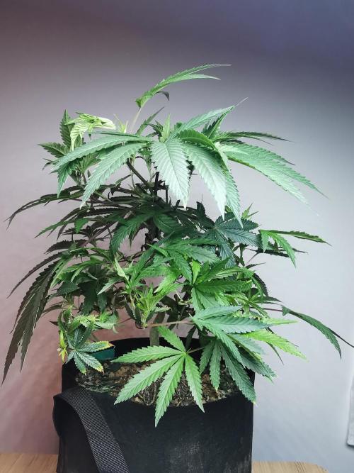Frappe Late Z  2 / FC-E4800 / 90x60x140. Week 14