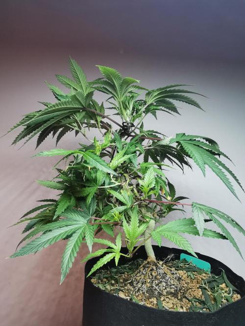 Frappe Late Z  2 / FC-E4800 / 90x60x140. Week 14