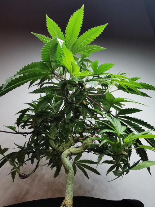 Frappe Late Z  2 / FC-E4800 / 90x60x140. Week 14